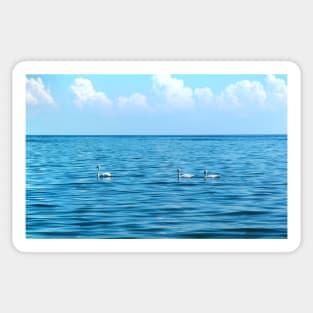 Swans on Lake St. Clair, MI Sticker